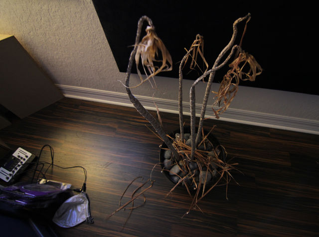 Dead plant