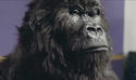 BLOG: We've all gone ape for drums, apparently