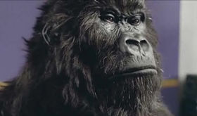 BLOG: We've all gone ape for drums, apparently