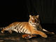 Gibson Dusk Tiger: Watch the new promo video here!