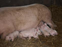Matthew Herbert to make album using pig sounds