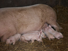 Matthew Herbert to make album using pig sounds