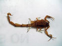 Death Cab For Cutie singer stung by scorpion