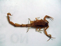 Death Cab For Cutie singer stung by scorpion