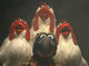 The Muppets do Bohemian Rhapsody