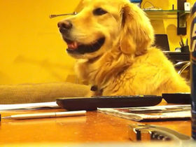 VIDEO: Golden retriever loves guitar!