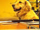 VIDEO: Golden retriever loves guitar!