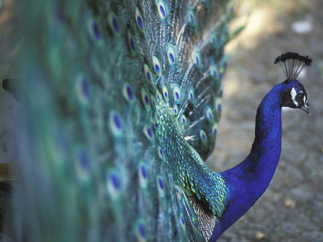 The Peacock