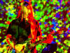 Hawkwind ((www.hawkwind.com))