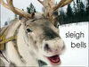 Free sleigh bell samples for all!