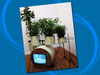 Potted plant drums blank