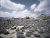 Leg Of Lamb The desert around Joshua Tree, California, from which the desert rock scene emerged and takes its name.