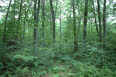 A forest, yesterday