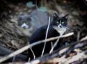 Death metal drummer feeds 140 cats