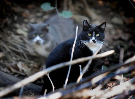 Cats