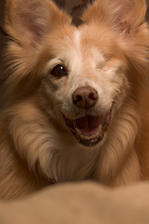 Profile image of KAYSODOG