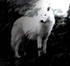Avatar for thewhitewolf
